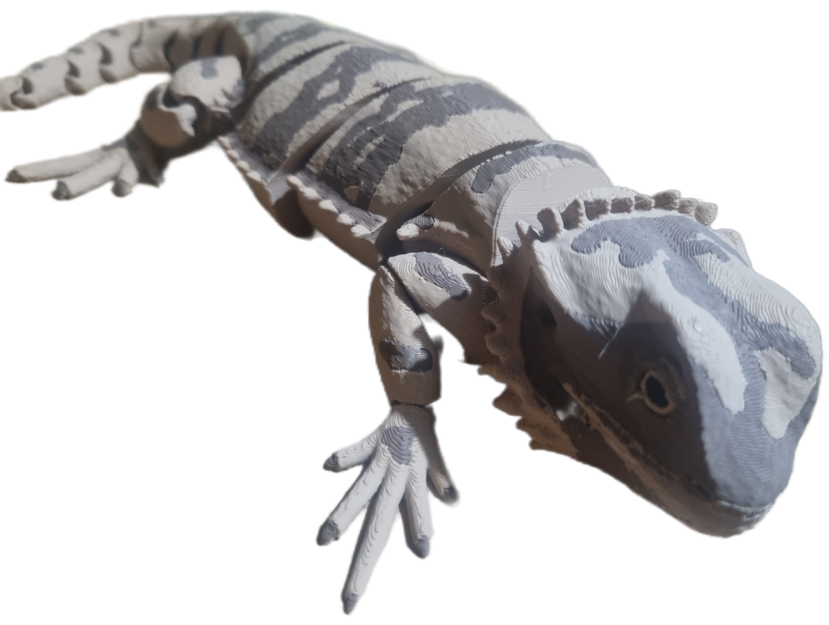 Bearded Dragon